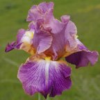 Stage Lights - tall bearded Iris