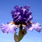 Star Fleet - reblooming tall bearded Iris