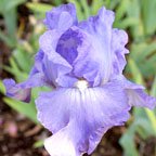 Star Sailor - reblooming tall bearded Iris