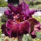 Star Surge - fragrant tall bearded Iris