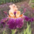 Stardock - fragrant reblooming tall bearded Iris