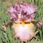 Stare Stealer - tall bearded Iris