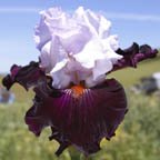 Starring - tall bearded Iris