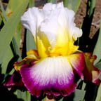 Starship Enterprise - tall bearded Iris