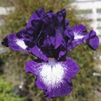 Starwoman - fragrant Intermediate bearded Iris