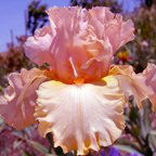 Status Seeker - tall bearded Iris