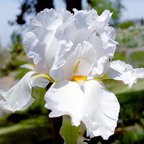 Steffie Ann - tall bearded Iris