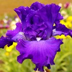 Stellar Lights - reblooming tall bearded Iris