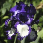 Stepping Out - reblooming tall bearded Iris