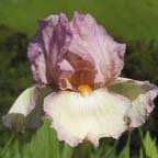 Sterling Mistress - tall bearded Iris