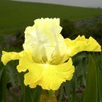 Street Talk - reblooming tall bearded Iris