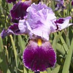 Street Walker - tall bearded Iris