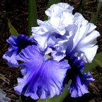 Strictly Ballroom - fragrant reblooming tall bearded Iris