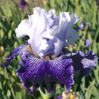 Strictly Jazz - tall bearded Iris