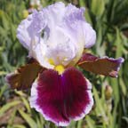 Stunning - tall bearded Iris