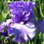 Sudden Impact - reblooming tall bearded Iris