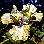 Sue Zee - Intermediate bearded Iris