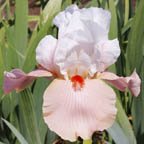Sugar Magnolia - tall bearded Iris