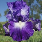 Suky - fragrant reblooming tall bearded Iris