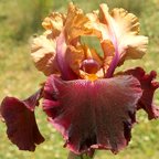 Sultan's Daughter - fragrant tall bearded Iris