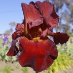 Sultan's Palace - reblooming tall bearded Iris