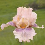 Sultry Lady - fragrant tall bearded Iris