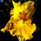 Summer Honey - reblooming tall bearded Iris