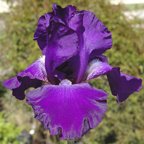 Summer Wine NOID - tall bearded Iris