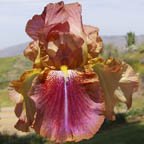 Summertime Beauty - fragrant reblooming tall bearded Iris