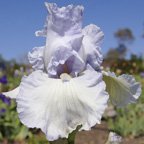 Summertime Blues - fragrant reblooming tall bearded Iris