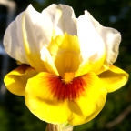 Sun and Snow - reblooming Arilbred Iris