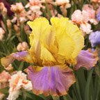 Sundown Saber - tall bearded Iris