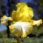 Sunmaster - fragrant reblooming tall bearded Iris
