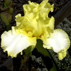 Sunray Reflection - fragrant tall bearded Iris