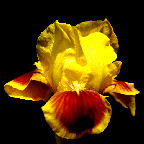 Sunstrip - reblooming SDB Standard Dwarf Bearded