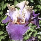 Super Dancer - tall bearded Iris