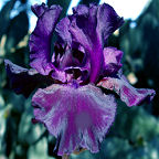 Superstition - fragrant reblooming tall bearded Iris