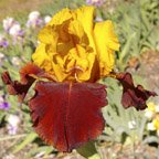 Supreme Sultan - reblooming tall bearded Iris