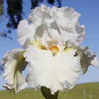 Surely White - fragrant tall bearded Iris