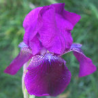 Susa - Intermediate bearded Iris
