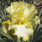 Swagger Matter - fragrant tall bearded Iris