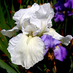 Swan Ballet - tall bearded Iris