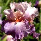 Sweet Musette - fragrant reblooming tall bearded Iris