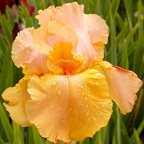 Sweet Orange Spice - fragrant tall bearded Iris
