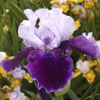 Sweet Reflection - fragrant reblooming tall bearded Iris