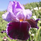 Sweeter Than Wine - reblooming tall bearded Iris