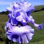 Swing and Sway - tall bearded Iris