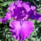 Swingtown - fragrant tall bearded Iris