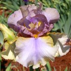 Sylvan - fragrant reblooming tall bearded Iris