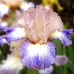 Symphony of Light - tall bearded Iris